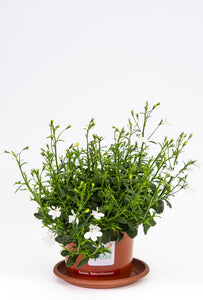 Lobelia hängend weiss