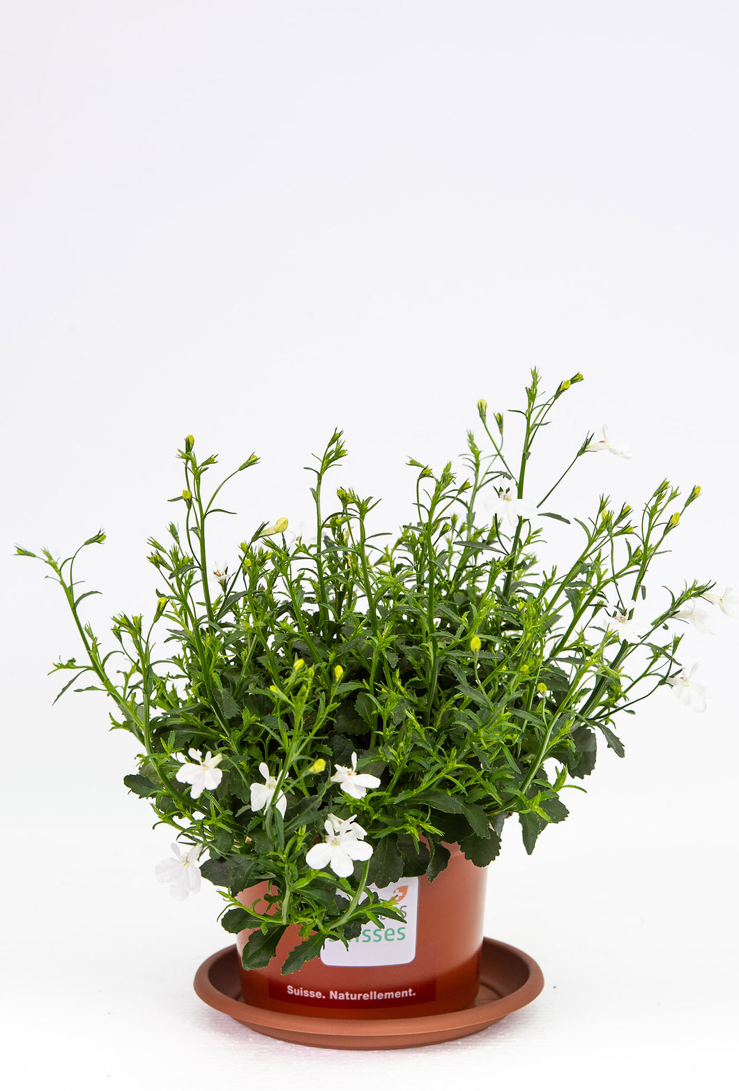 Lobelia hängend weiss