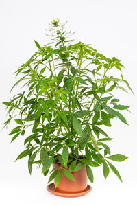 Cleome weiss