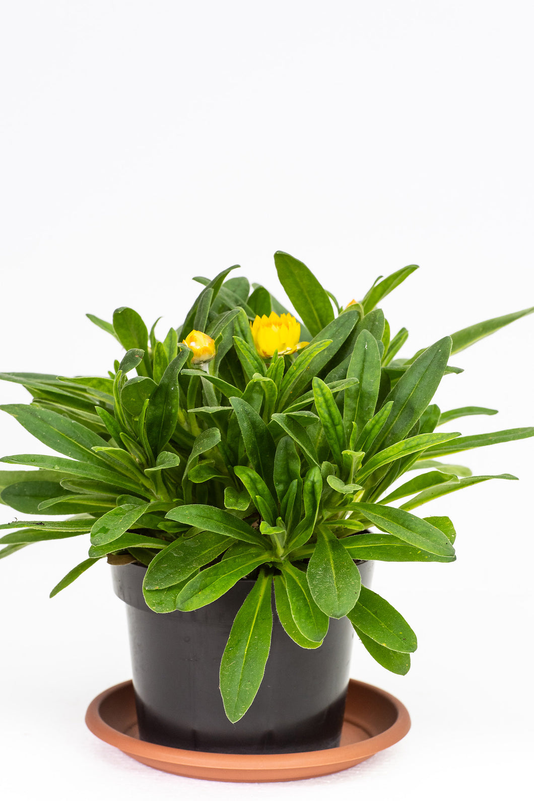 Helichryssum gelb