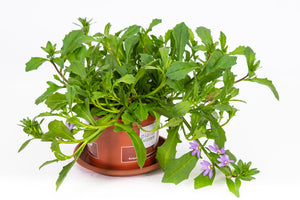 Scaevola blau