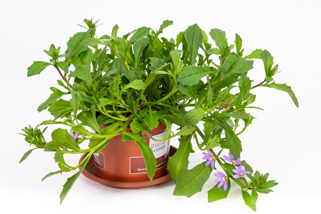 Scaevola blau