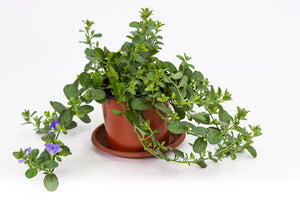 Scaevola rosa