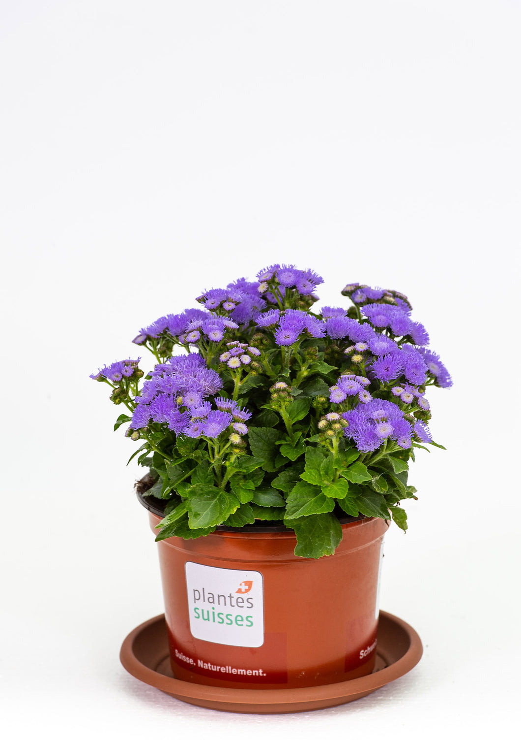 Ageratum