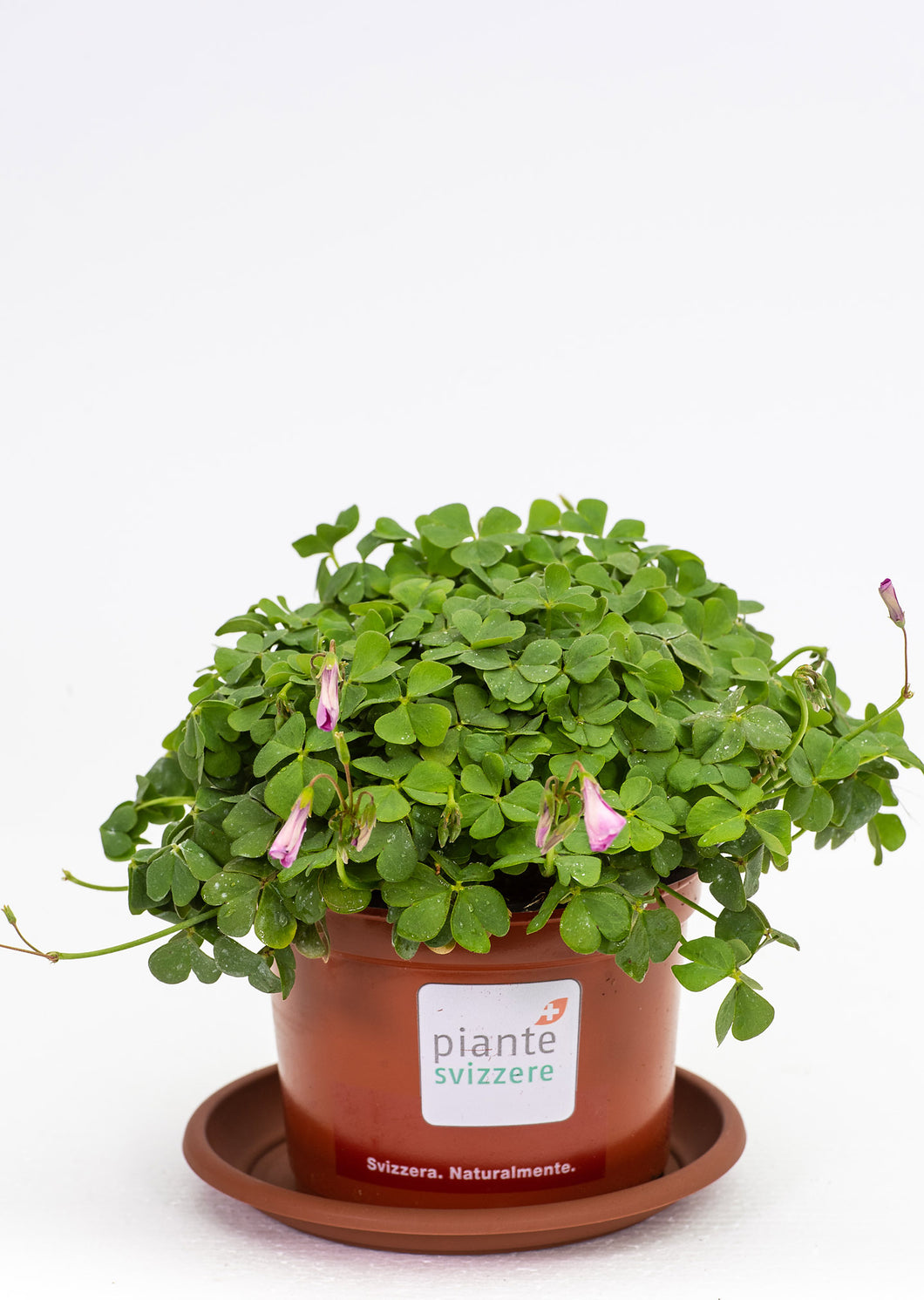 Oxalis grünlaubig