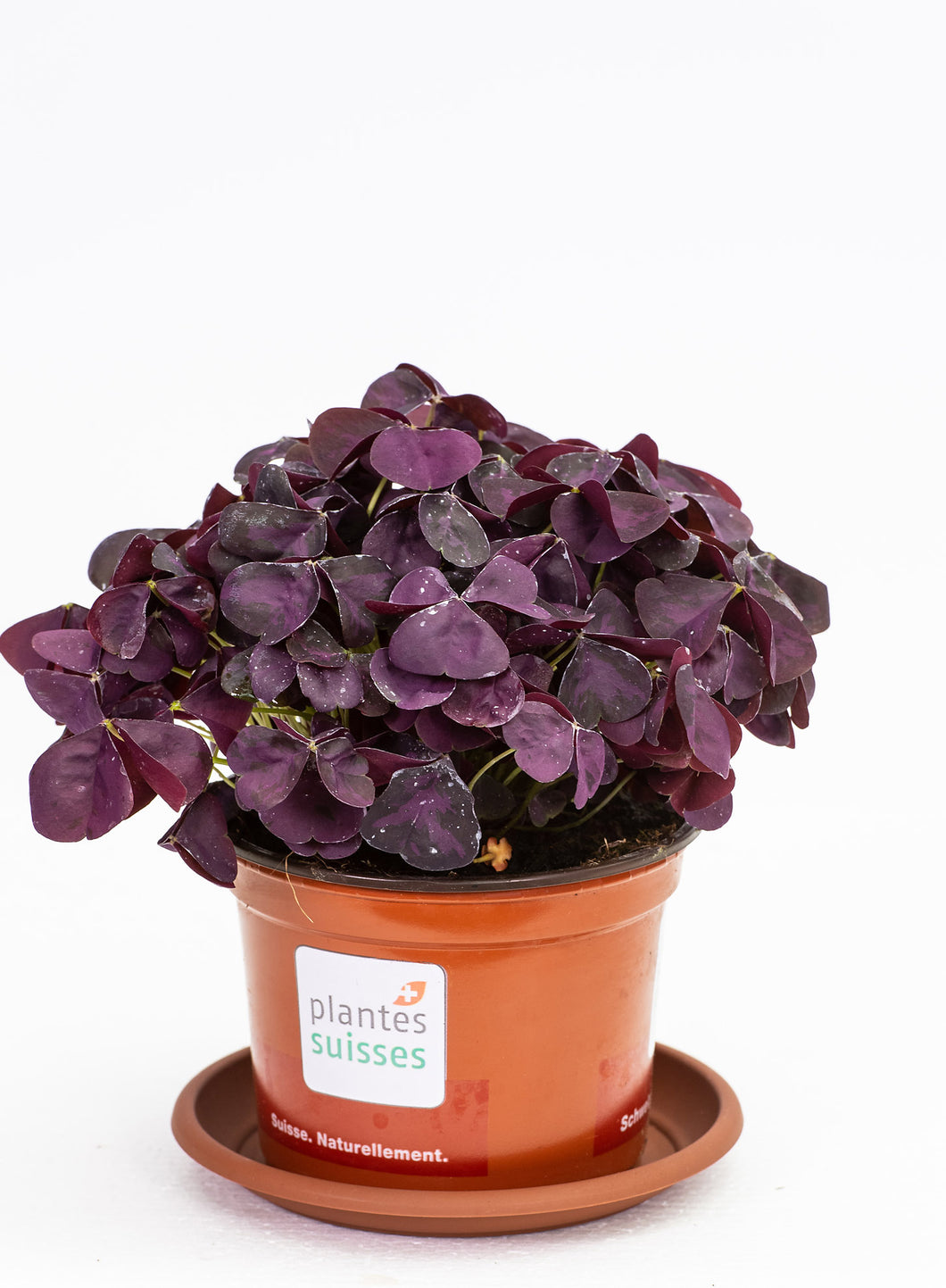Oxalis dunkellaubig