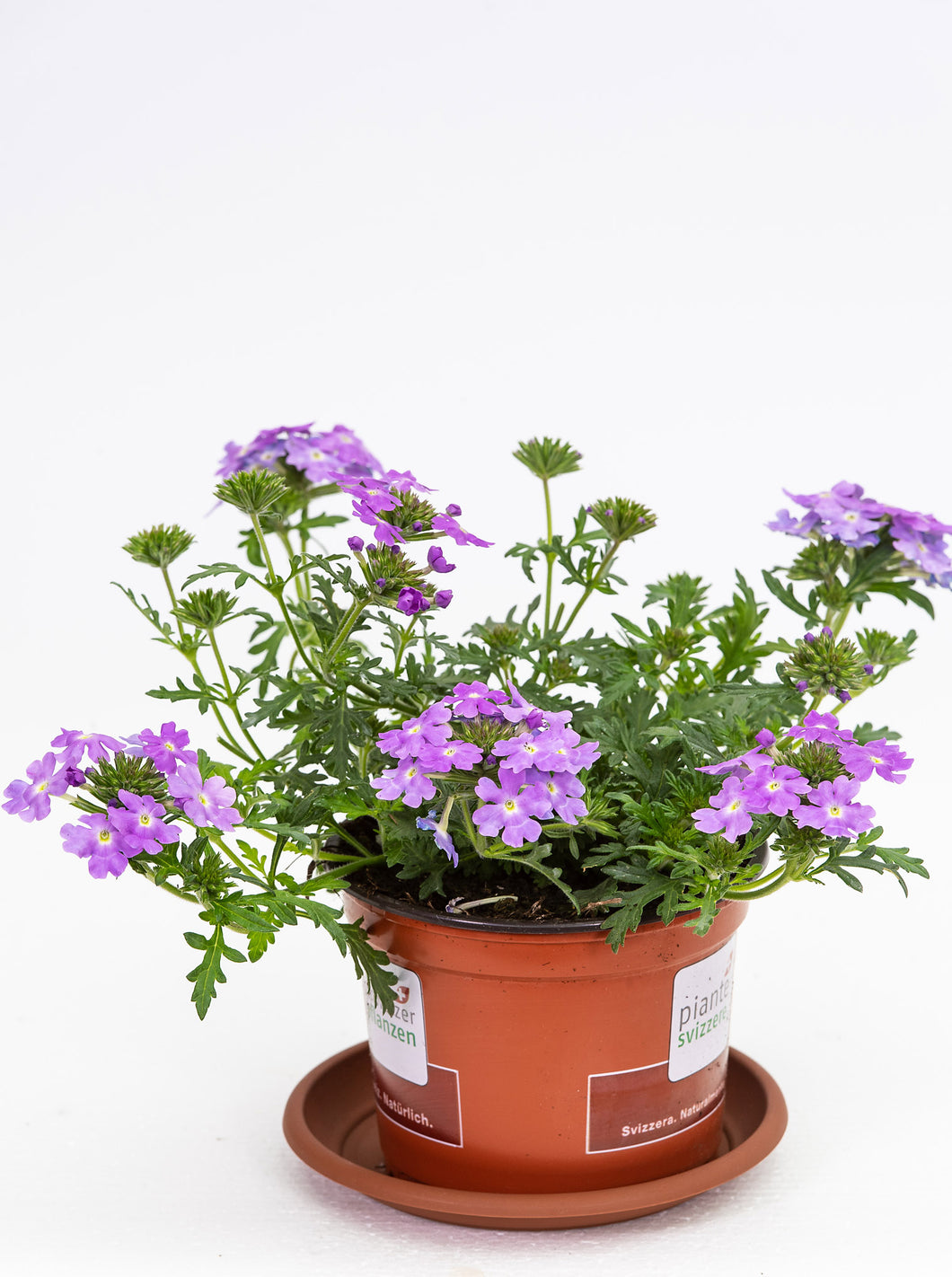Verbenen hängend lavendel
