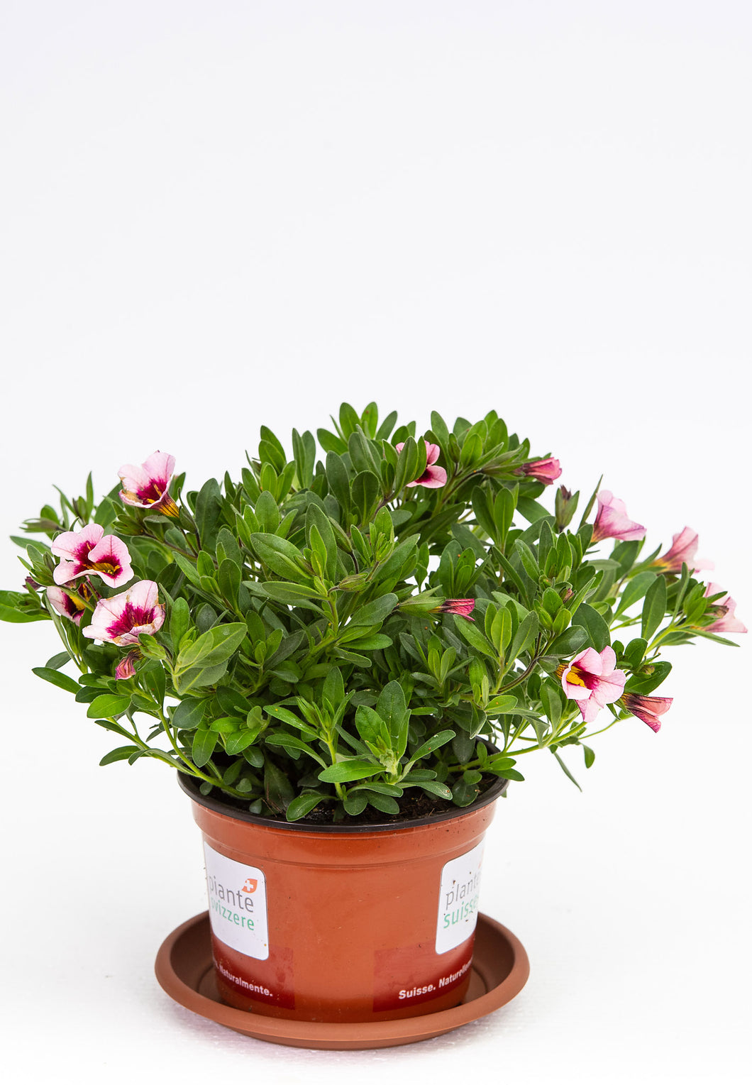 Million Bells rosa