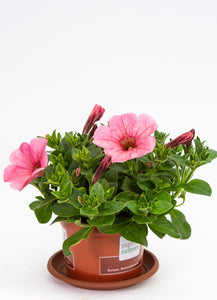 Petunien stehend rosa