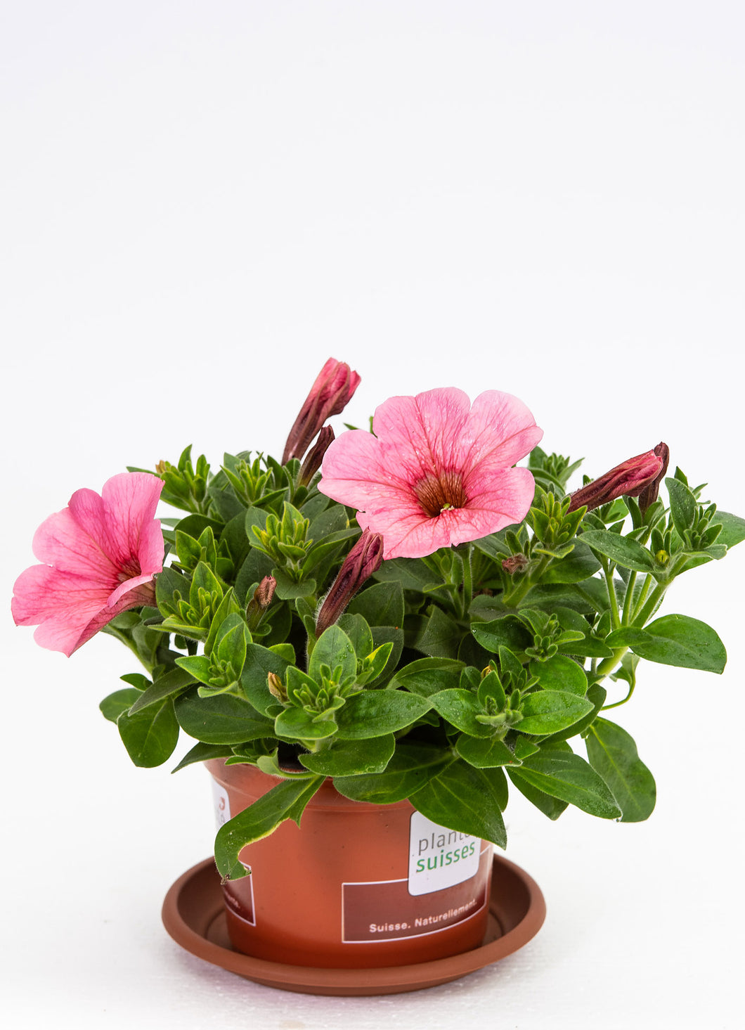 Petunien stehend rosa