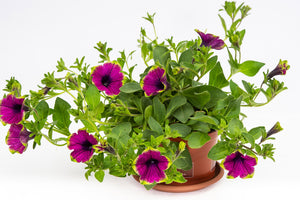 Petunien hängend rosa/grün