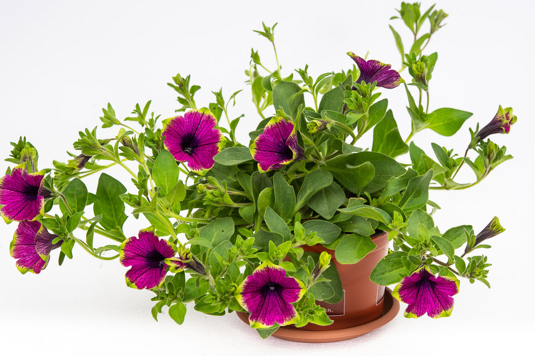 Petunien hängend rosa/grün