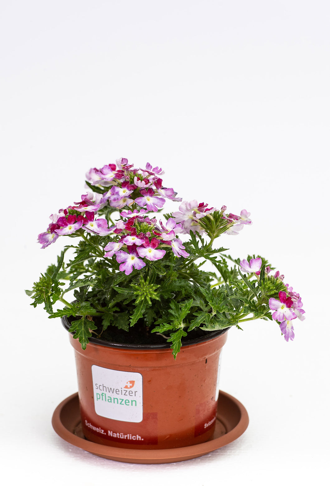 Verbenen lila-rosa