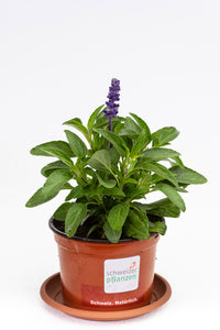 Salvia farinacea blau