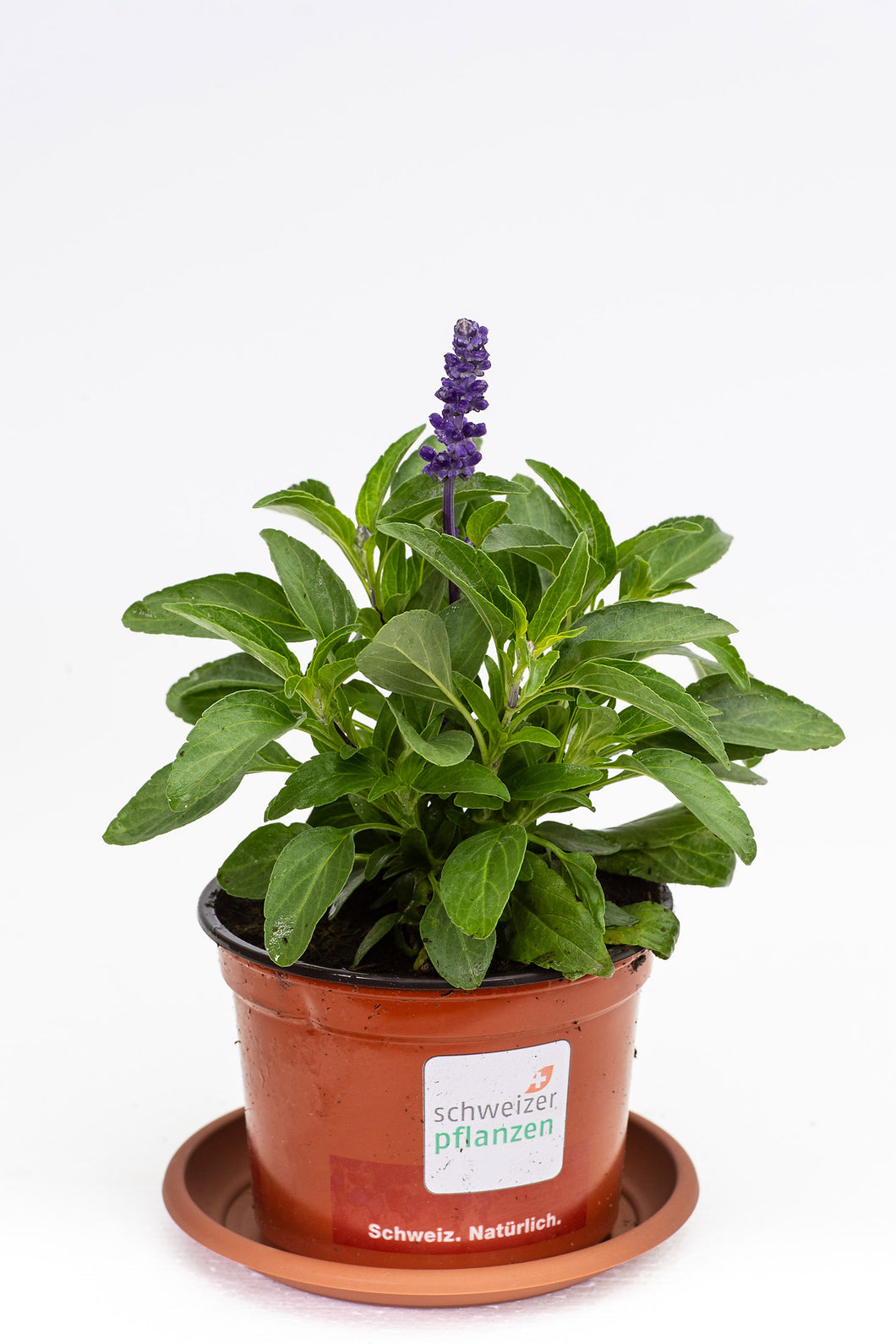 Salvia farinacea blau