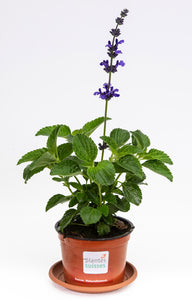 Salvia hyb.
