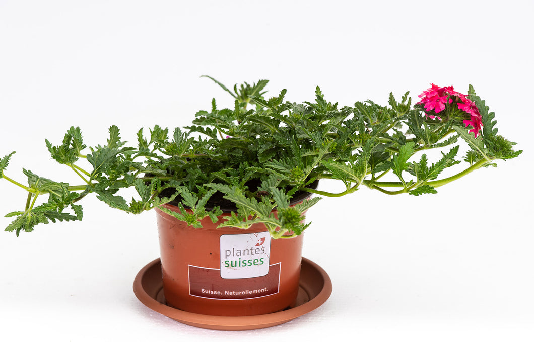 Verbenen hängend rosa