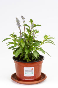 Salvia farinacea hellblau