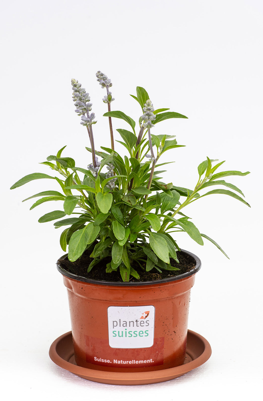 Salvia farinacea hellblau