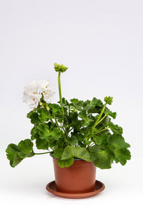 Geranien Iceberg