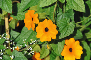 Thunbergia orange