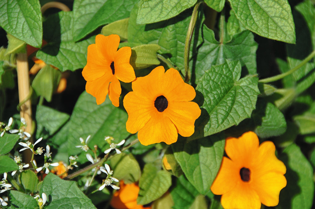 Thunbergia orange