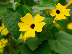 Thunbergia gelb
