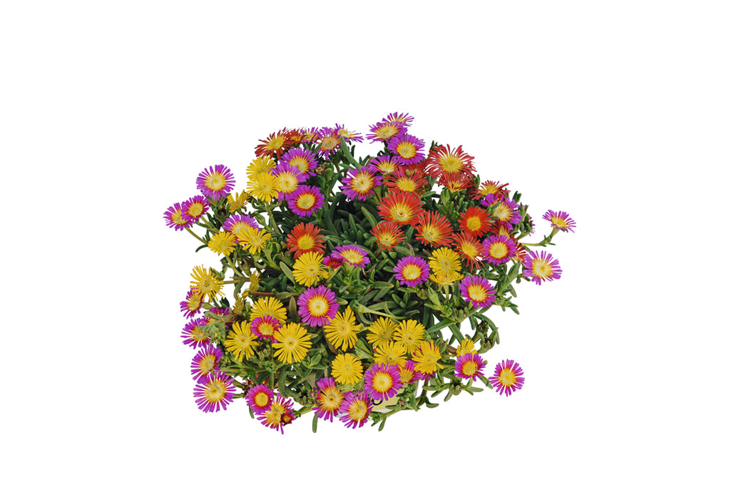Delosperma Trio