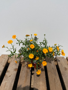 Calendula orange