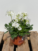 Laden Sie das Bild in den Galerie-Viewer, Lewisia
