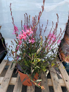 Gaura rosa