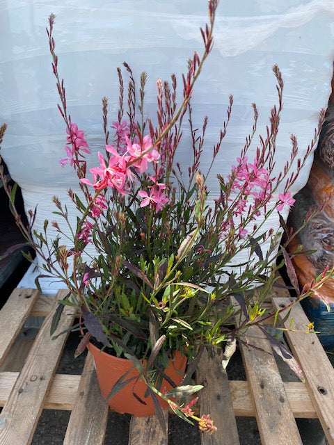 Gaura rosa