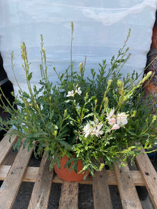 Gaura weiss