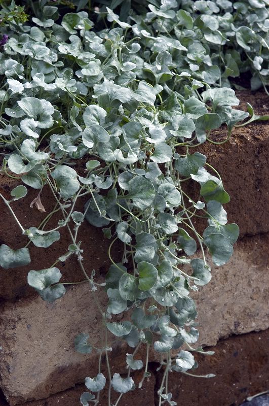 Dichondra