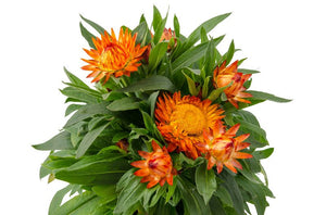 Helichryssum orange