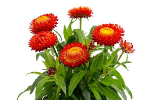 Helichryssum rot
