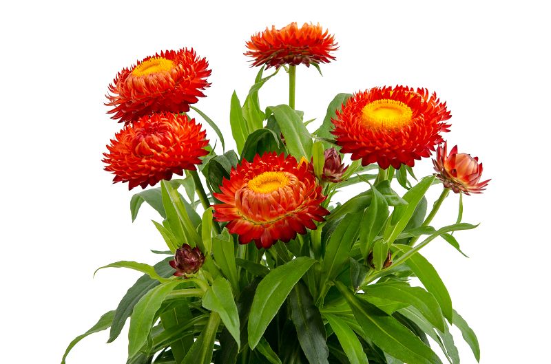 Helichryssum rot