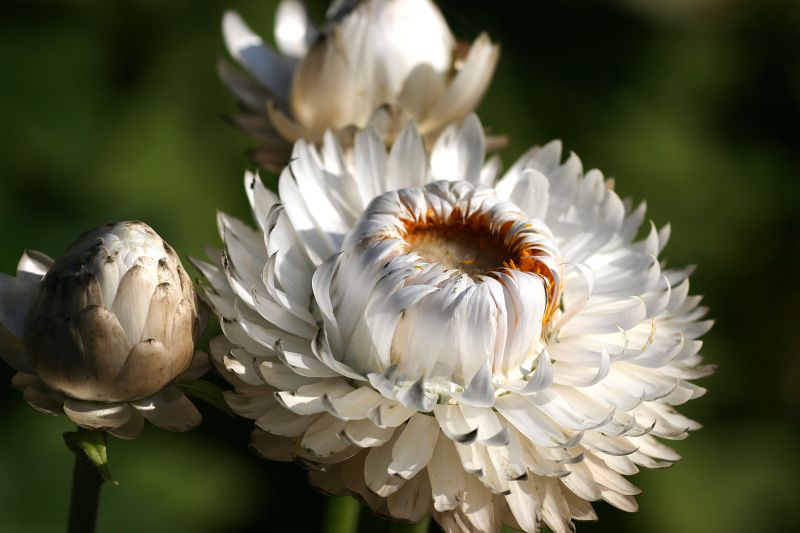 Helichryssum weiss