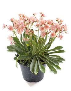Lewisia