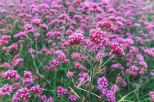 Verbena bonariensis
